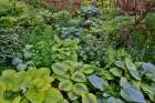 USA, Washington State, Sammamish. Growing hosta in garden Art Print